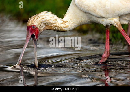 Spatule d'Afrique (Platalea alba) la pêche dans le lac Nakuru. Parc national du lac Nakuru au Kenya. Banque D'Images