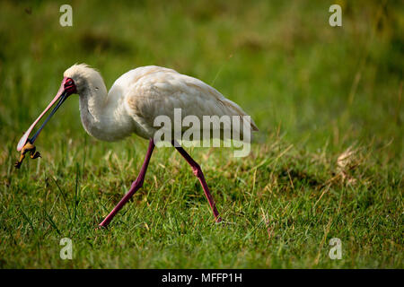 Spatule d'Afrique (Platalea alba) avec une grenouille dans son bec, Parc national du lac Nakuru, Kenya Banque D'Images