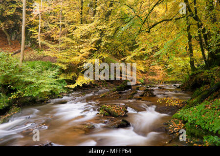 Les feuilles d'automne sur les arbres le long d'un ruisseau en Ecosse. Banque D'Images