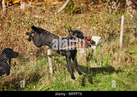 Labrador noir bien formés en cours d'exécution avec le faisan de chasse qui a été abattu lors d'une chasse au faisan. Banque D'Images