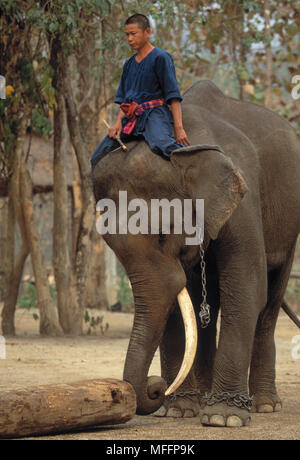 Dans la formation de l'éléphant d'Asie Elephas maximus Gouvernement Elephant Conservation Center, Thaïlande Banque D'Images