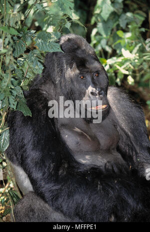 Les basses terres de l'Est Gorilla gorilla beringei graueri Le Parc National du Kahuzi-Biega, République démocratique du Congo. Banque D'Images