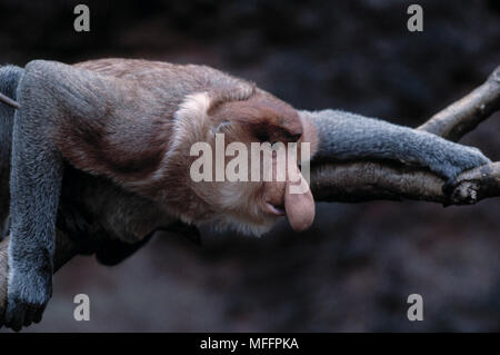 PROBOSCIS MONKEY Nasalis larvatus zoo du Bronx, New York, USA Banque D'Images