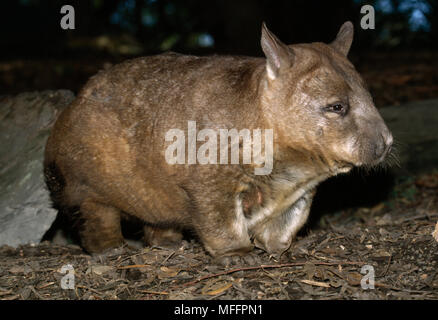 À nez poilu DU SUD WOMBAT Lasiorhinus latifrons Australie du Sud Banque D'Images