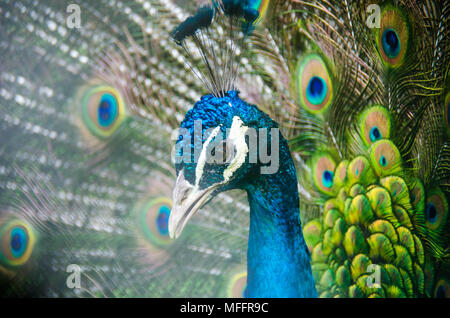 Oiseau exotique avec vert et bleu plumes close up Banque D'Images