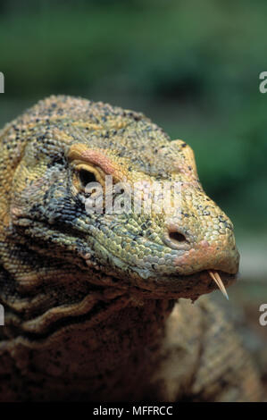 Tête de dragon de Komodo Varanus komodoensis détails espèces contenant plus grand des lézards, jusqu'à 3m de long Banque D'Images