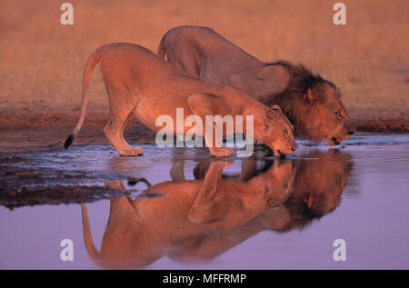 Hommes et femmes de l'AFRICAN LION Panthera leo boire à trou d'eau. Le Parc National de Chobe, Botswana, l'Afrique. Banque D'Images