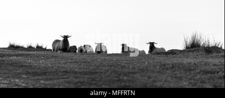 Moutons - OVEJA au coucher du soleil, MOC Montaña Oriental Costera, NATURA 2000, Cantabria, Spain, Europe Banque D'Images