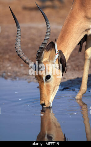 Mâle IMPALA Aepyceros melampus potable avec Buphagus erythrorhynchus Oxpecker Banque D'Images