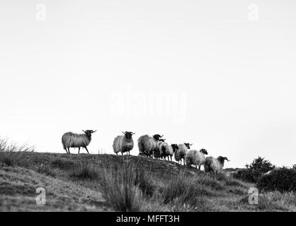 Moutons - OVEJA au coucher du soleil, MOC Montaña Oriental Costera, NATURA 2000, Cantabria, Spain, Europe Banque D'Images