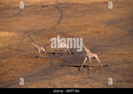 L'exécution des girafes Giraffa camelopardalis Okavango Delta, Botswana Banque D'Images