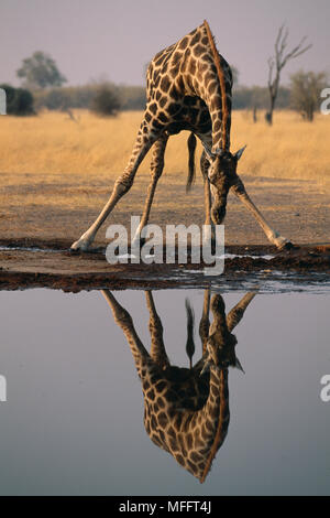 Point d'eau potable à GIRAFFE Giraffa camelopardalis reflète dans l'eau. Le Parc National de Chobe, au Botswana. Banque D'Images
