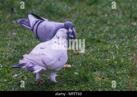 Une photo de deux pigeons sauvages réunion sur un jardin pelouse. Banque D'Images