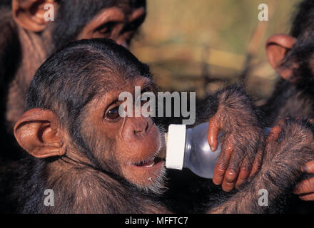 Bébé chimpanzé Pan troglodytes orphelin avec une bouteille de lait. Chimfunshi Wildlife Orphanage, Zambie. Banque D'Images