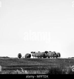 Moutons - OVEJA au coucher du soleil, MOC Montaña Oriental Costera, NATURA 2000, Cantabria, Spain, Europe Banque D'Images