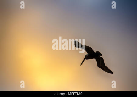 Pelican chiaroscuro en vol avec le orange et les nuages sombres à l'arrière dans le coucher du soleil Banque D'Images