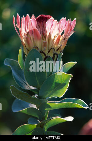 RAY FLEUR PROTEA Protea eximia Province du Cap, Afrique du Sud espèces Fynbos Banque D'Images