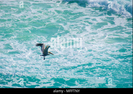 Pelican dans les côtes de Cancun au Mexique, l'État de Quintana Roo Banque D'Images