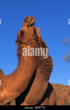 Les chameaux dromadaire Camelus dromedarius sauvages de l'Australie a présenté, aujourd'hui wild Banque D'Images