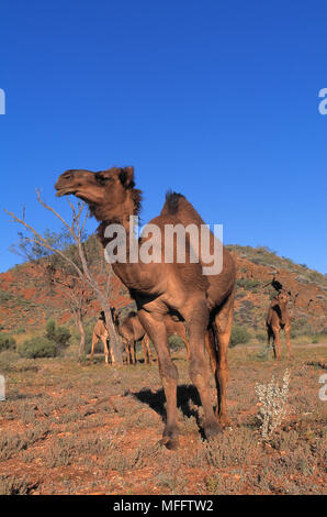 Les chameaux dromadaire Camelus dromedarius introduit en Australie, maintenant répandue et sauvages Banque D'Images