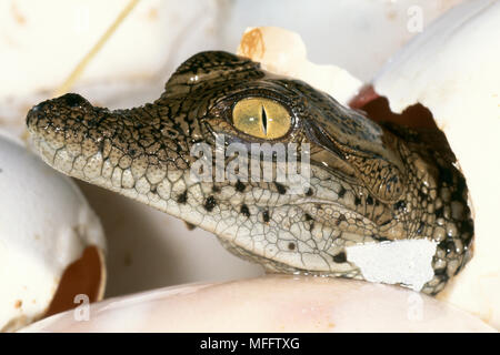 Le crocodile du Nil Crocodylus niloticus d'incubation à l'aide du 'egg', après la période de gestation de 90 à 100 jours. Banque D'Images