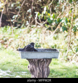 La prise d'un blackbird baigner dans un bain d'oiseau de fortune. Banque D'Images