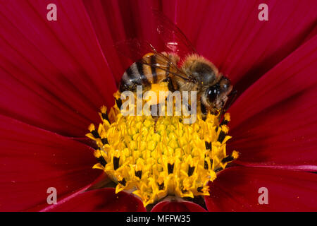 L'abeille Apis mellifera adansonii africaine qui se nourrissent de fleurs cosmos Banque D'Images