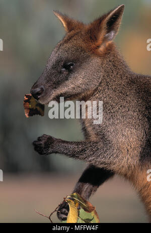 SWAMP WALLABY Wallabia bicolor parcourt Banque D'Images