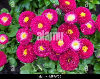 La série 'Bellis perennis Tasso' rose et jaune, Marguerites au printemps de plus en plus d'anglais au Royaume-Uni. Vue du haut vers le bas. Printemps coloré marguerites. Banque D'Images