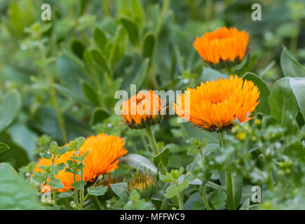 Souci officinal (Calendula officinalis, l'anglais marigold, Ruddles commun, souci, calendula Scotch) au printemps en fleurs au Royaume-Uni. Banque D'Images