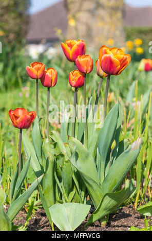 2 tone orange rouge Jardin tulipes (Tulipa Gesneriana, Didier's tulip) qui fleurit au printemps au Royaume-Uni. Portrait. Banque D'Images