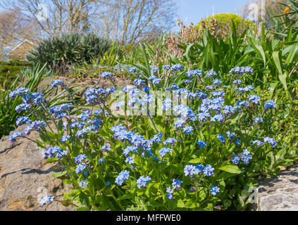 Forget-Me-nots, alias Scorpion de graminées, les petites fleurs bleues de Myosotis du genre, de la floraison à la fin du printemps au Royaume-Uni. Myosotis bleu. Banque D'Images