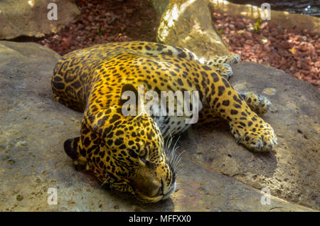 Feline couché sur un rocher de la forêt tropicale d'Amérique centrale Banque D'Images