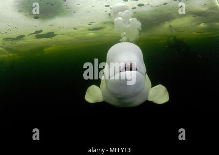 Scuba Diver avec le béluga, Delphinapterus leucas natation sous les glaces du cercle arctique, centre de plongée, mer Blanche, la Carélie, dans le nord de la Russie Banque D'Images