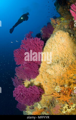 Scuba Diver et rouge, seafan Paramuricea clavata, jaune, gorgones Eunicella cavolini et Parazoanthus axinellae, Punta Sant'Angelo d'Ischia, site de plongée Banque D'Images