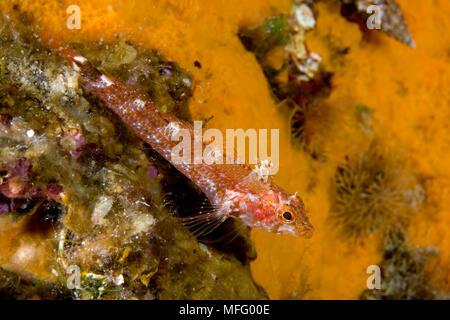 Blennies à face noire, femelle Tripterygion delaisi, l'île d'Ischia, Italie, Méditerranée, Mer Tyrrhénienne Banque D'Images