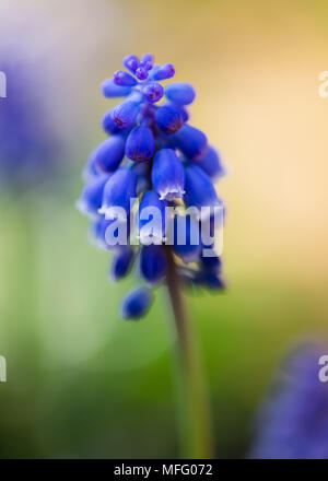 Muscari armeniacum Blue Spike Banque D'Images