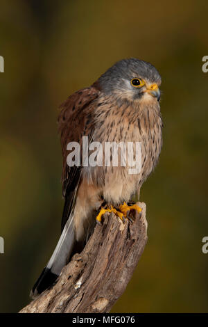 Kestrel anglais dans un studio mis en place Banque D'Images