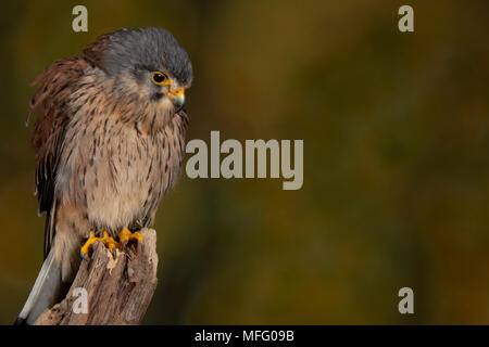 Kestrel anglais dans un studio mis en place Banque D'Images