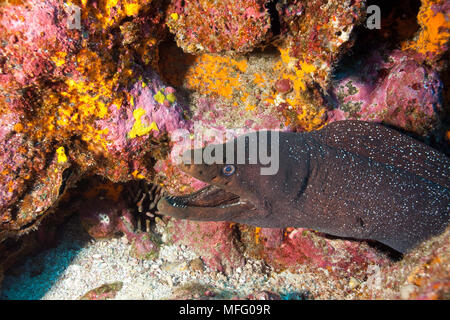 Bien repéré moray, Gymnothorax dovii, Darwin island, îles Galapagos, l'UNESCO Site du patrimoine mondial naturel, l'Équateur, de l'Océan Pacifique Banque D'Images