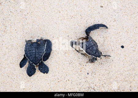 Bébé mort, la carapace des tortues, l'île Cormorant Floreana, Galapagos, l'UNESCO Site du patrimoine mondial naturel, l'Équateur, à l'Est de l'Océan Pacifique Banque D'Images