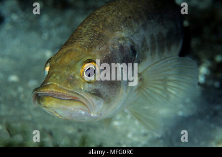 Repéré, Micropterus punctalatus, Ginnie Spring, en Floride, États-Unis Banque D'Images