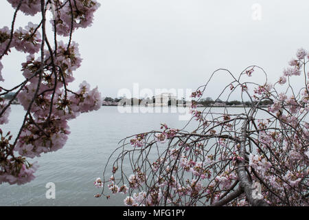 Jefferson Memorial pendant les cerisiers. Banque D'Images