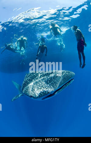 Les plongeurs en piscine avec Rhincodon typus, vulnérables (UICN), Maldives, océan Indien Banque D'Images