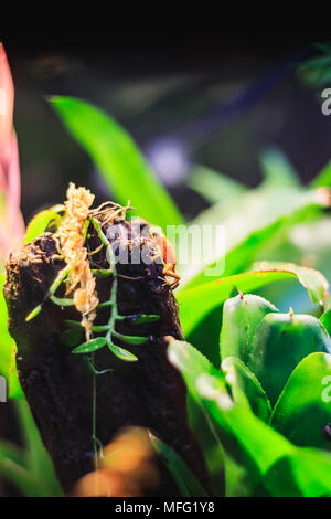 Libre d'une flèche empoisonnée d'or grenouille dans l'environnement de la forêt tropicale naturelle Banque D'Images