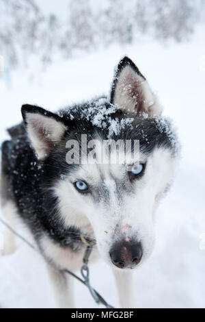 Husky de Sibérie utilisé pour les chiens de traîneau à l'intérieur du parc national de Riisitunturi, Laponie, Finlande Banque D'Images