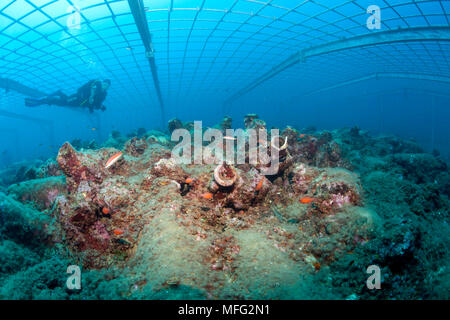 Scuba Diver explore Cavtat, l'un des plus grands domaines de l'amphore en Croatie. Nous avons trouvé plus de 600 amphores utilisées pour le transport de vin et d'huile Banque D'Images