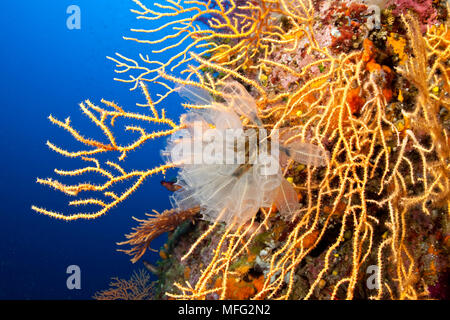 Les tuniciers Clavelina lepadiformis, sur jaune seafan, 'Le Formiche' site de plongée, l'île de Ponza, Italie, Mer Tyrrhénienne, Mer Méditerranée Banque D'Images