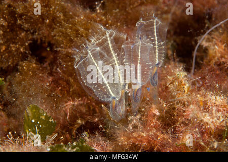 Clavelina lepadiformis, lampe sea squirt, Santa Teresa, Sardaigne, Italie, Méditerranée, Mer Tyrrhénienne Banque D'Images