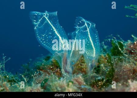 Clavelina lepadiformis, lampe sea squirt, Santa Teresa, Sardaigne, Italie, Méditerranée, Mer Tyrrhénienne Banque D'Images